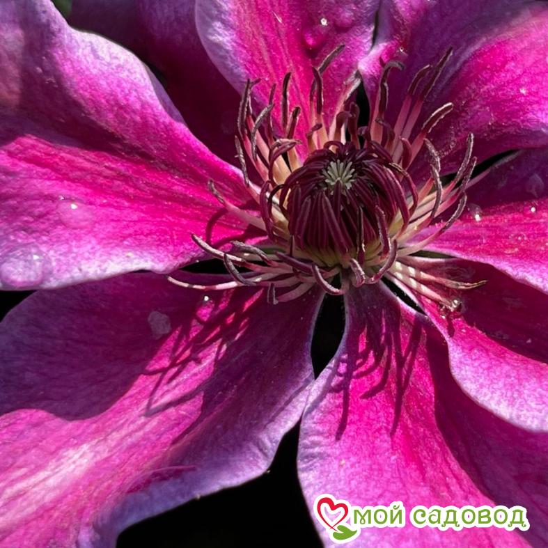 Клематис Акаиши ЗКС