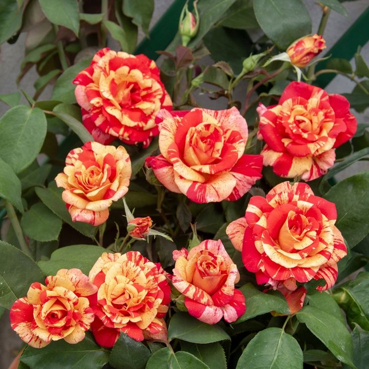 Роза Вариегата ди Барни