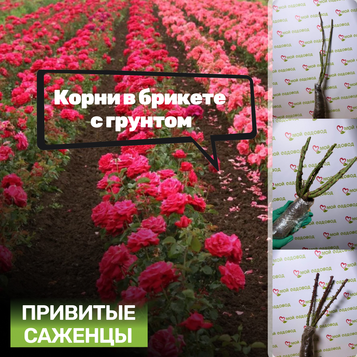 Роза Найт Оул