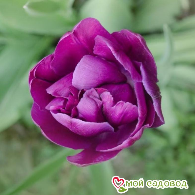 Тюльпан махровые Перпл Пион