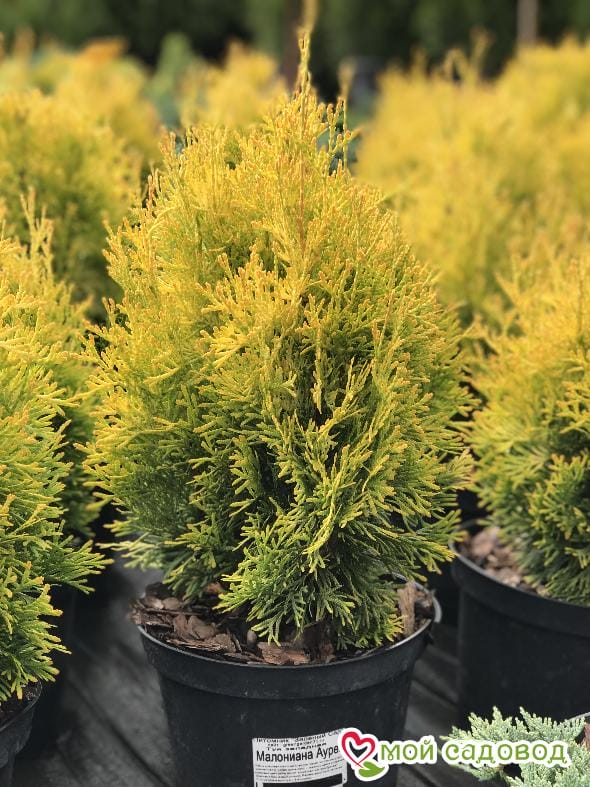 Туя западная Малониана Ауреа