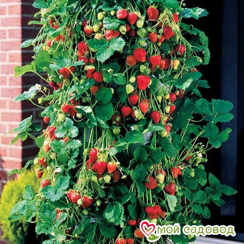 Клубника ремонтантная (крупноплодная) Вьющаяся