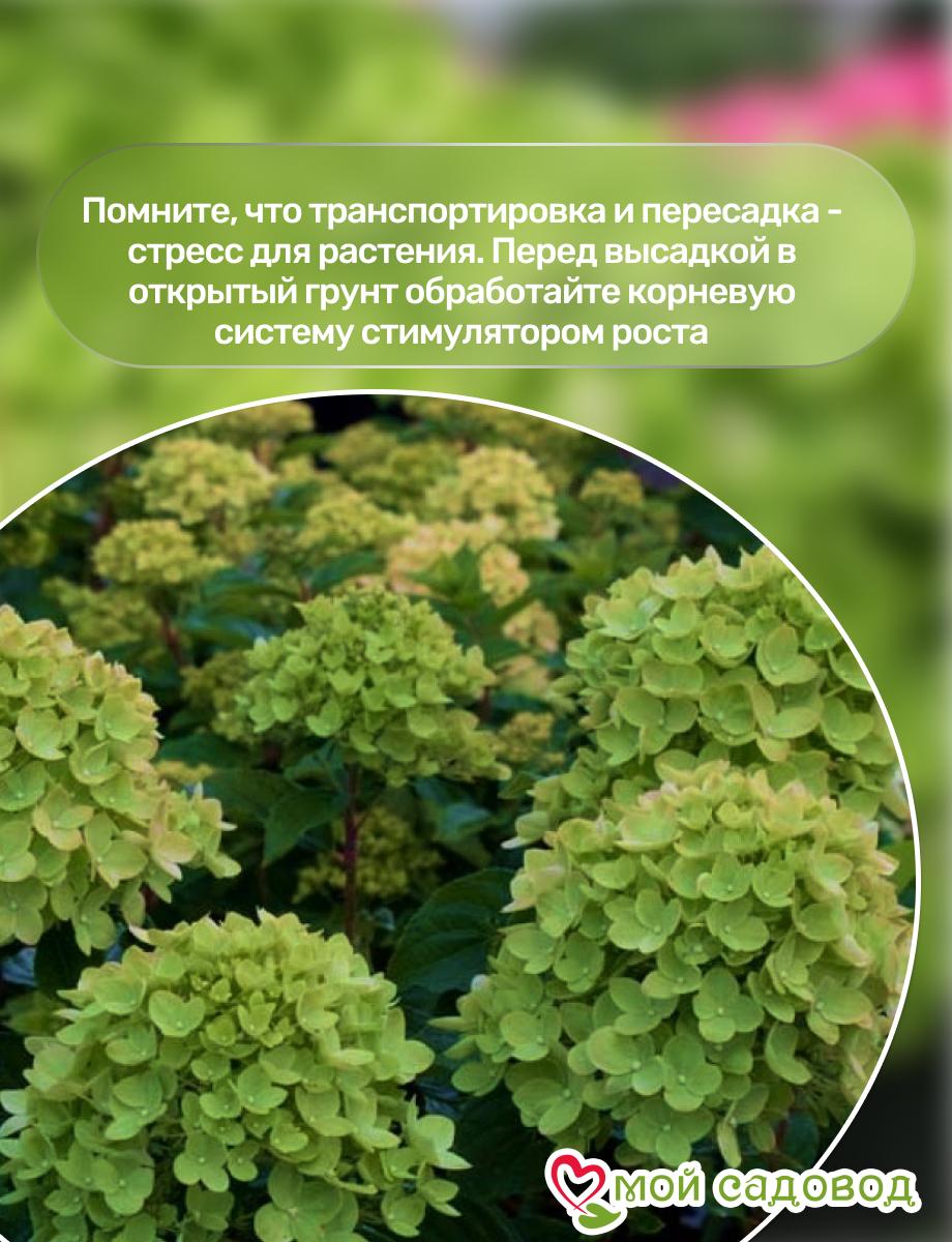 Гортензия крупнолистная Мэджикал Грин Клауд ЗКС